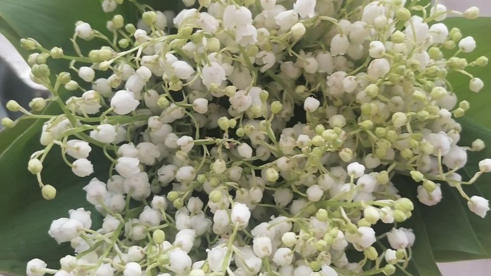 Ландыши дома могут навредить сердцу