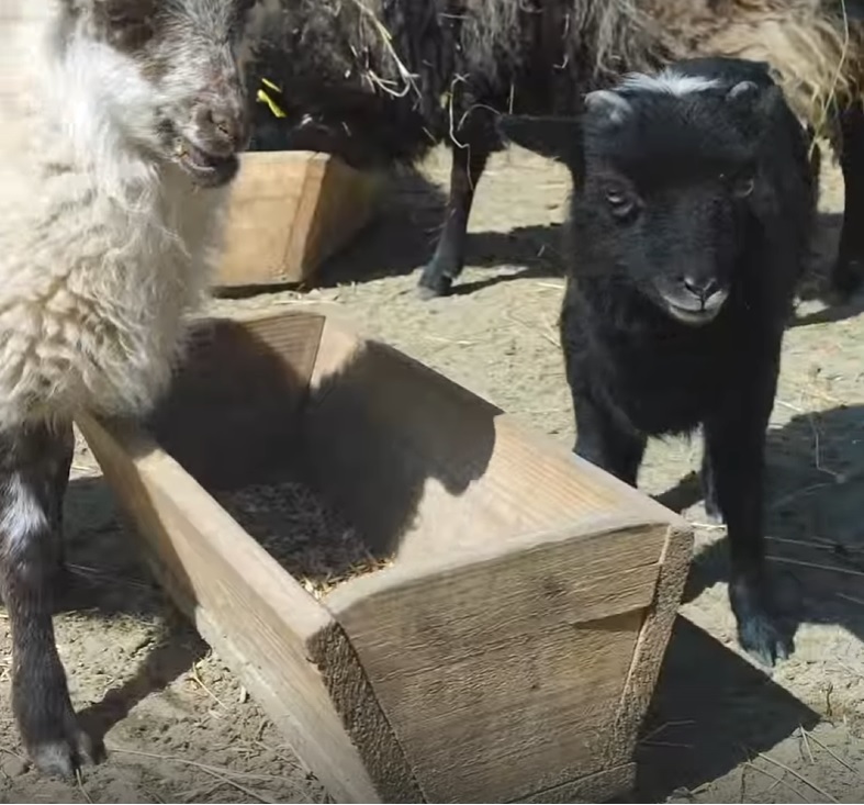 В пензенском зоопарке стало на одного обитателя больше