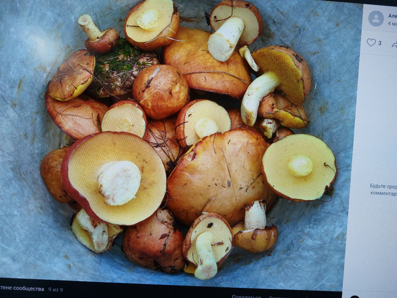 В Пензенской области грибники начали находить маслята