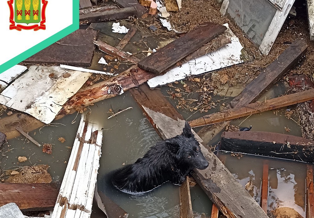 Пензенские спасатели достали собаку из затопленного погреба