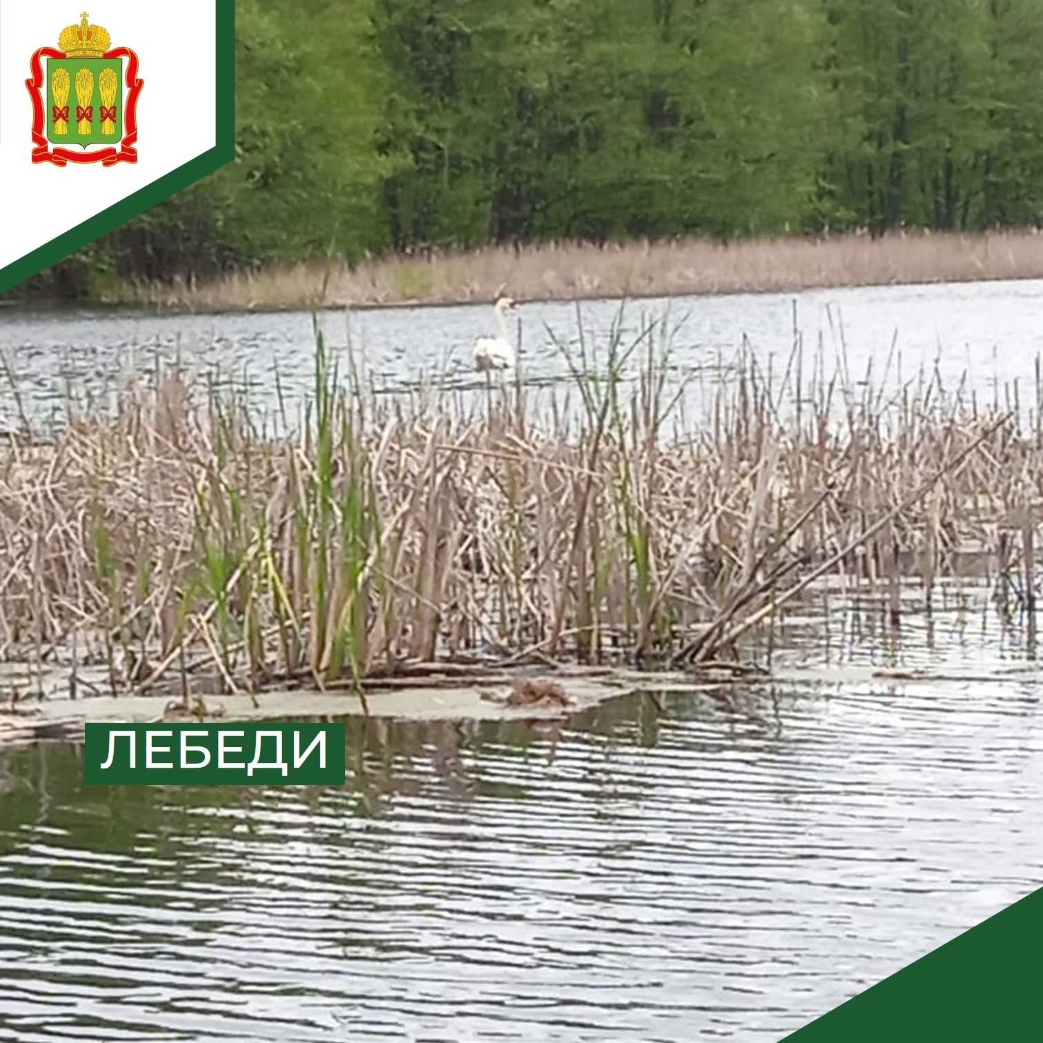 В Земетчинском районе впервые обнаружены гнездовья лебедей