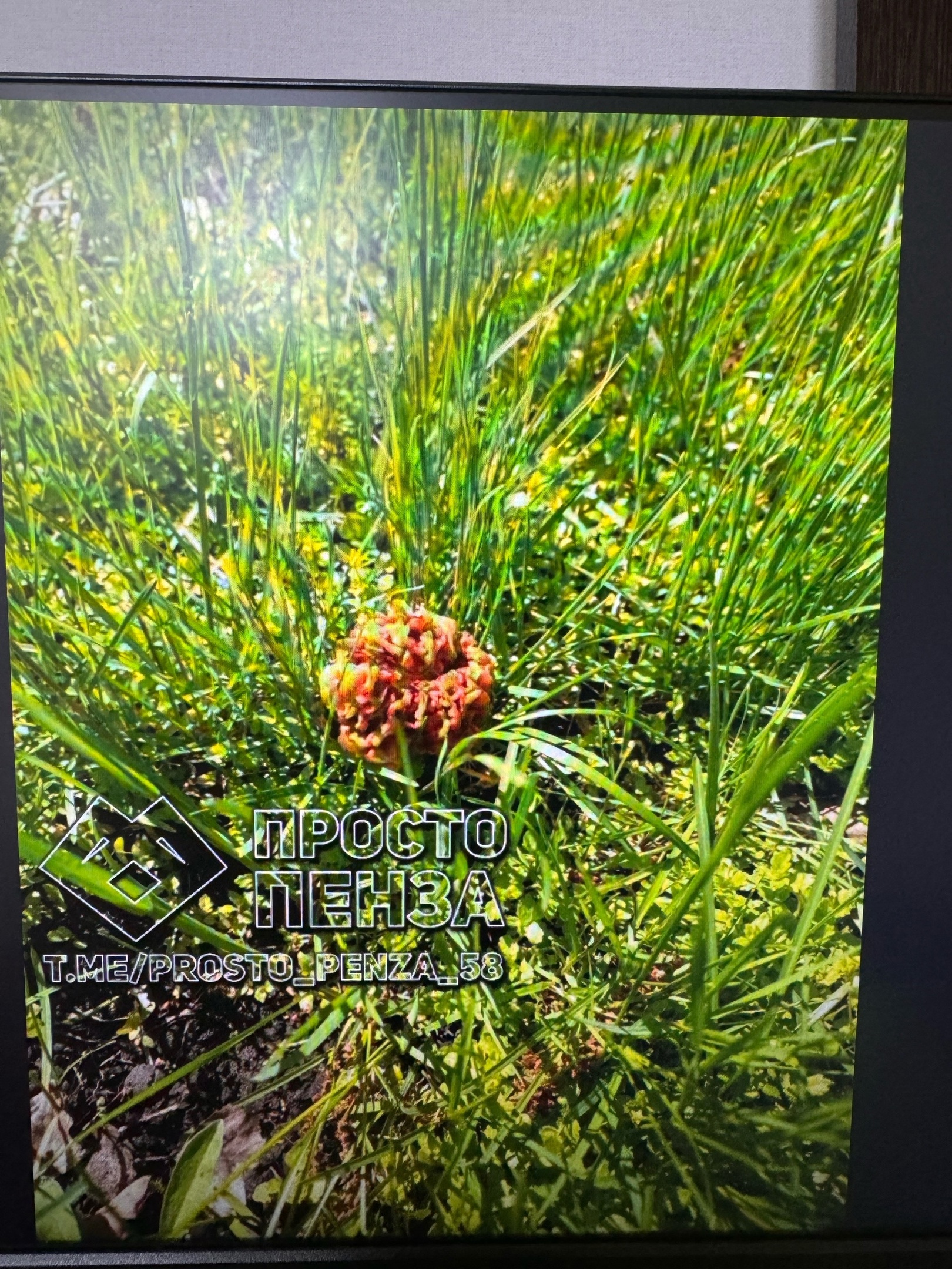 Пензенцы нашли грибную поляну в центре города