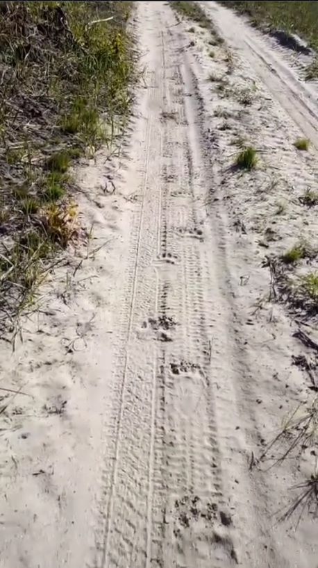Медведей обнаружили в 5 районах Пензенской области
