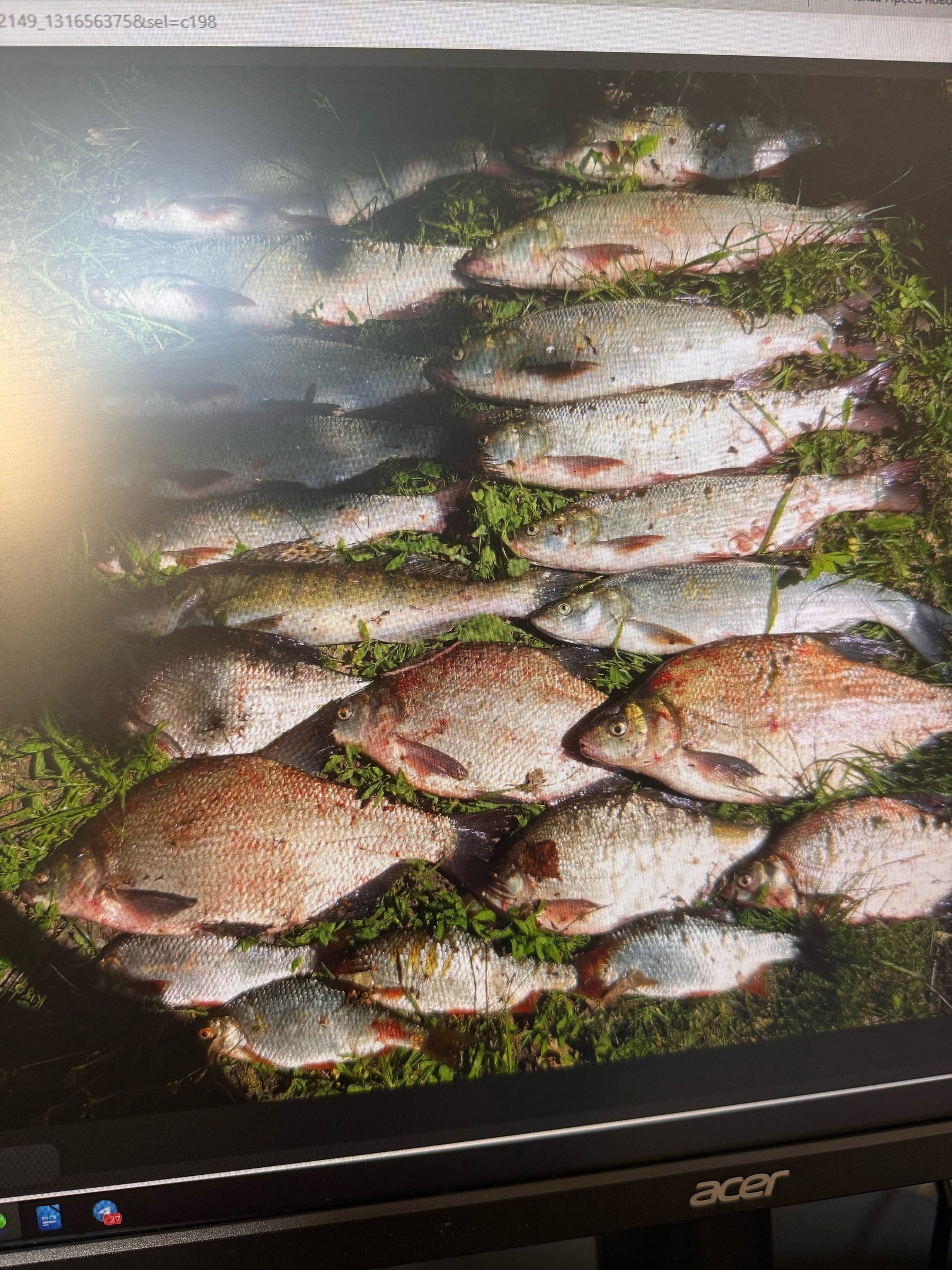 Пензенцы ночью ловят шестикилограммовых рыбин