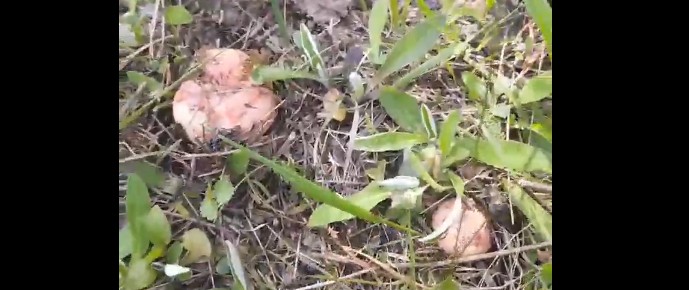 В Пензенской области на два месяца раньше пошли первые рыжики