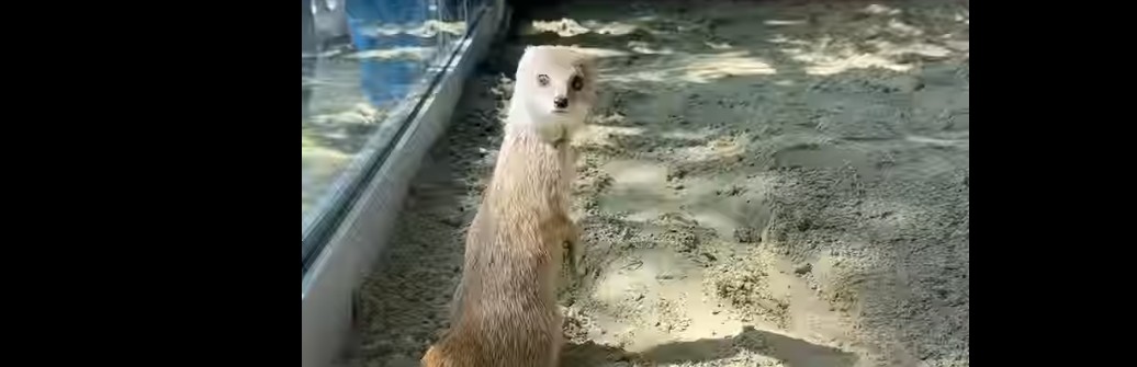 Пензенцам показали любопытных мангустов, осваивающих новый вольер