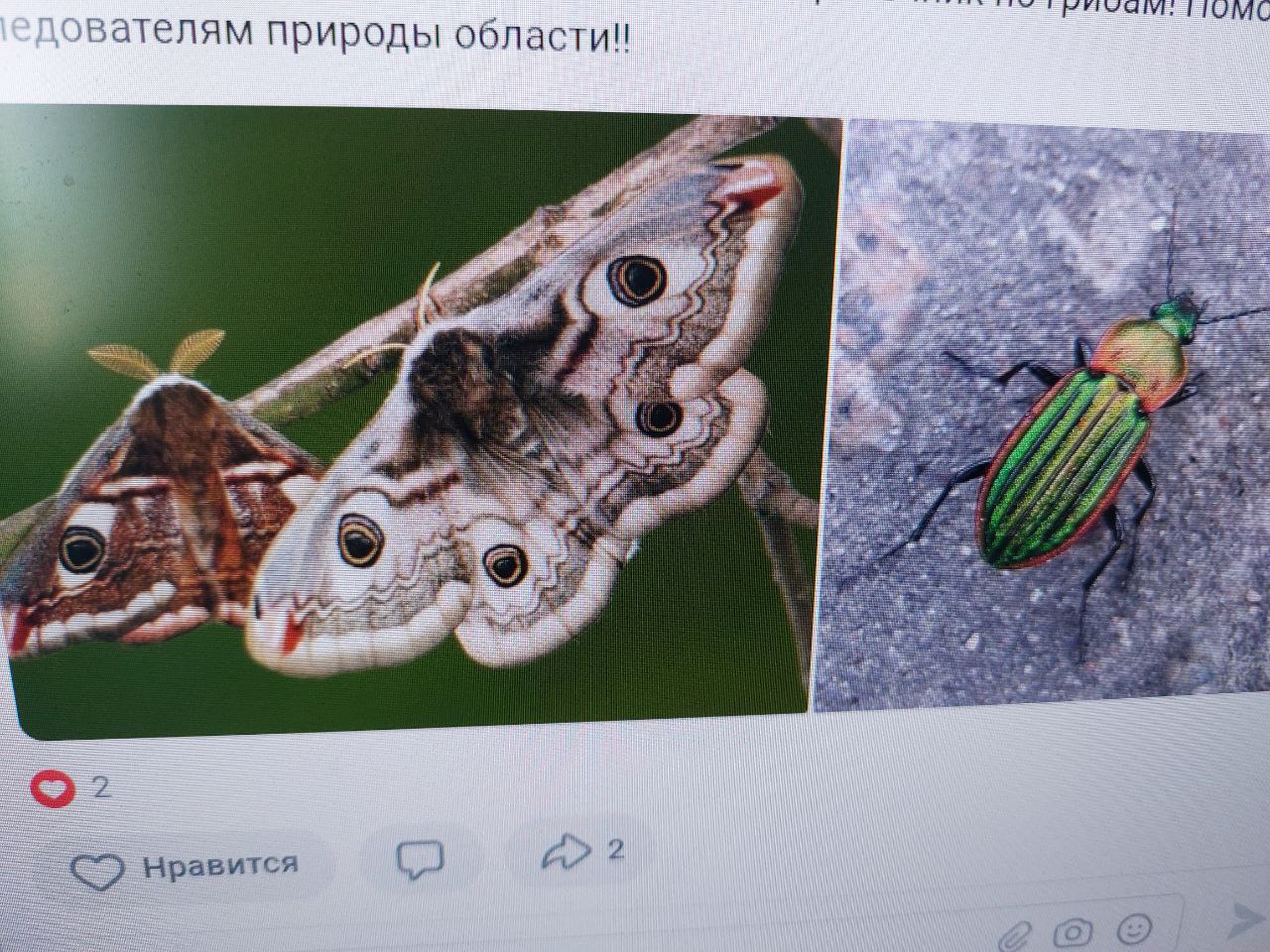 В Пензенской области открыли фотоохоту на редких насекомых