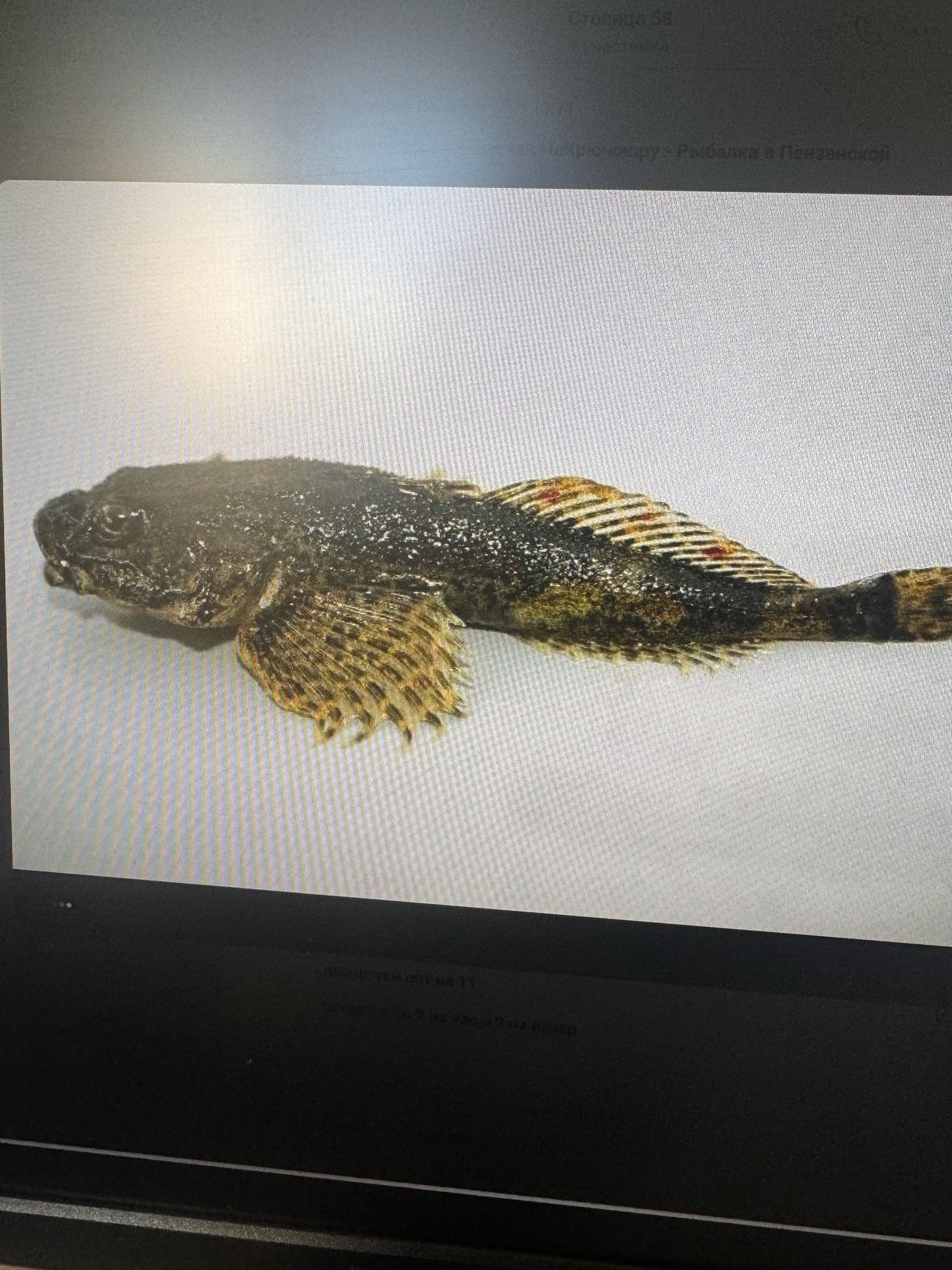 Пензенцев попросили сообщать о поимке редких рыб