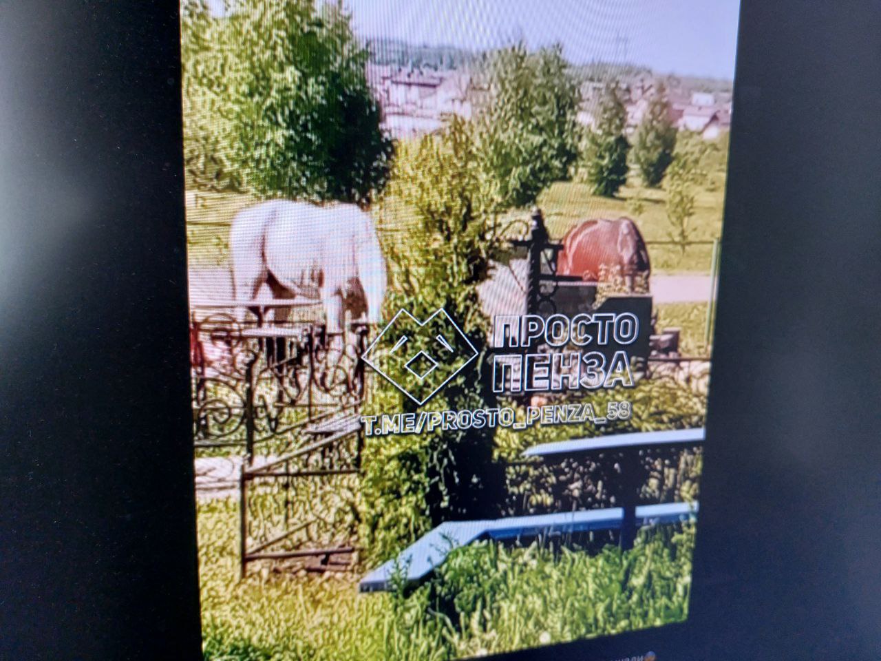 В Богословке не могут найти управу на кладбищенских лошадей