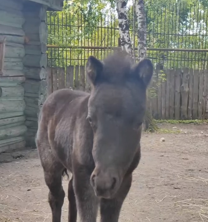В пензенском зоопарке родился маленький шетлендский пони