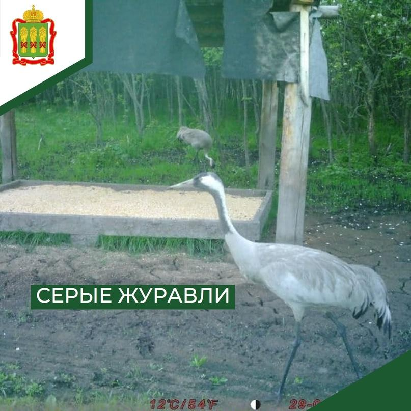 В Пензенской области пара серых журавлей позировала перед фотоловушкой