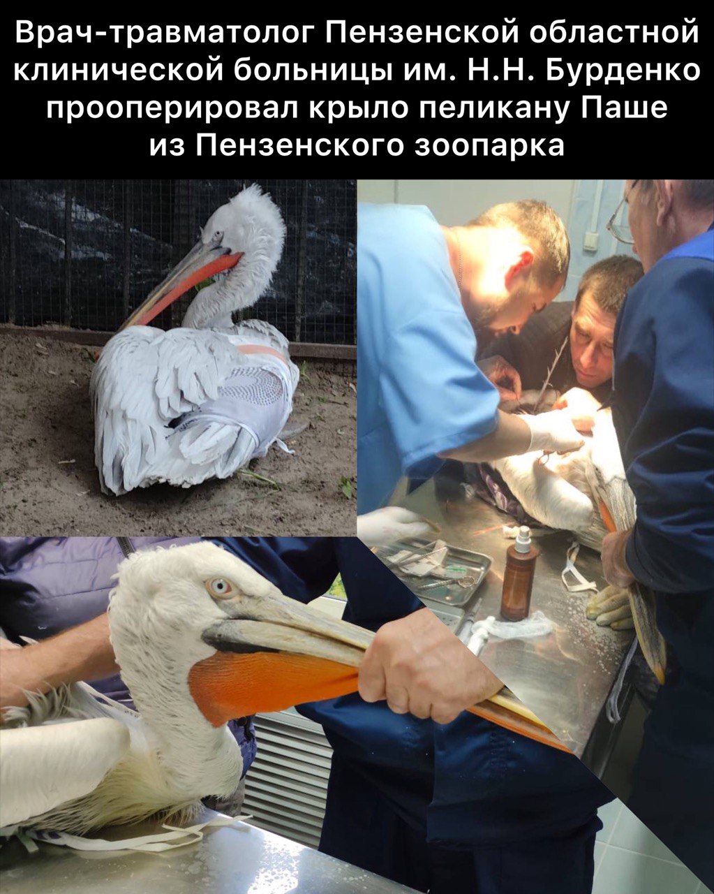 Травматологи помогли пеликану Паше из пензенского зоопарка