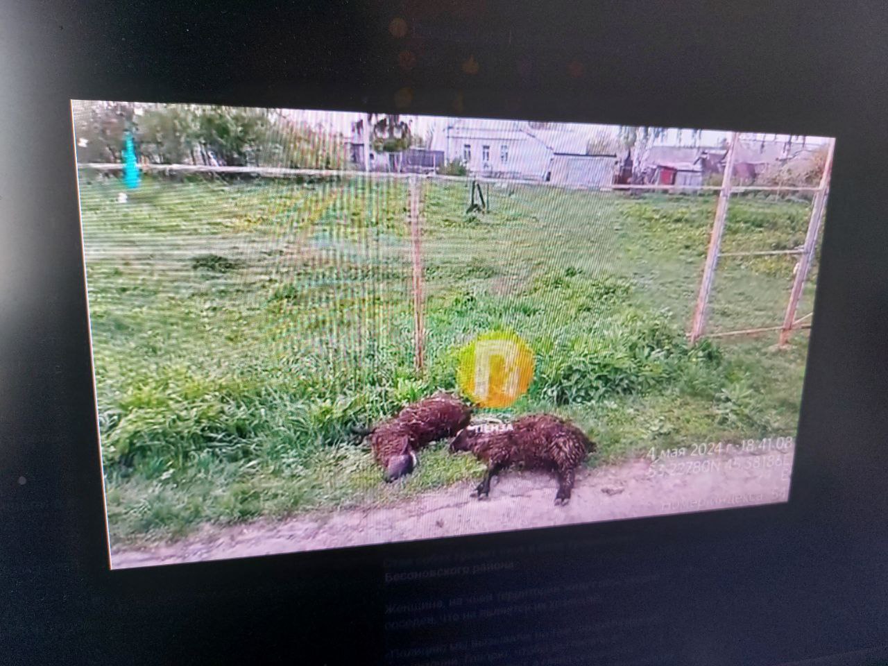 Жители Бессоновского района жалуются на стаю псов, убивающих скот