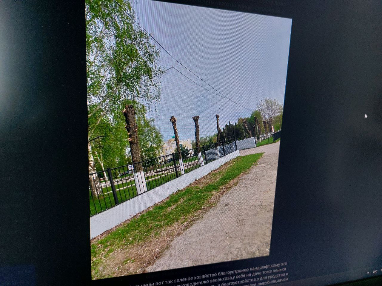 В Пензе изуродовали деревья у шестой городской больницы