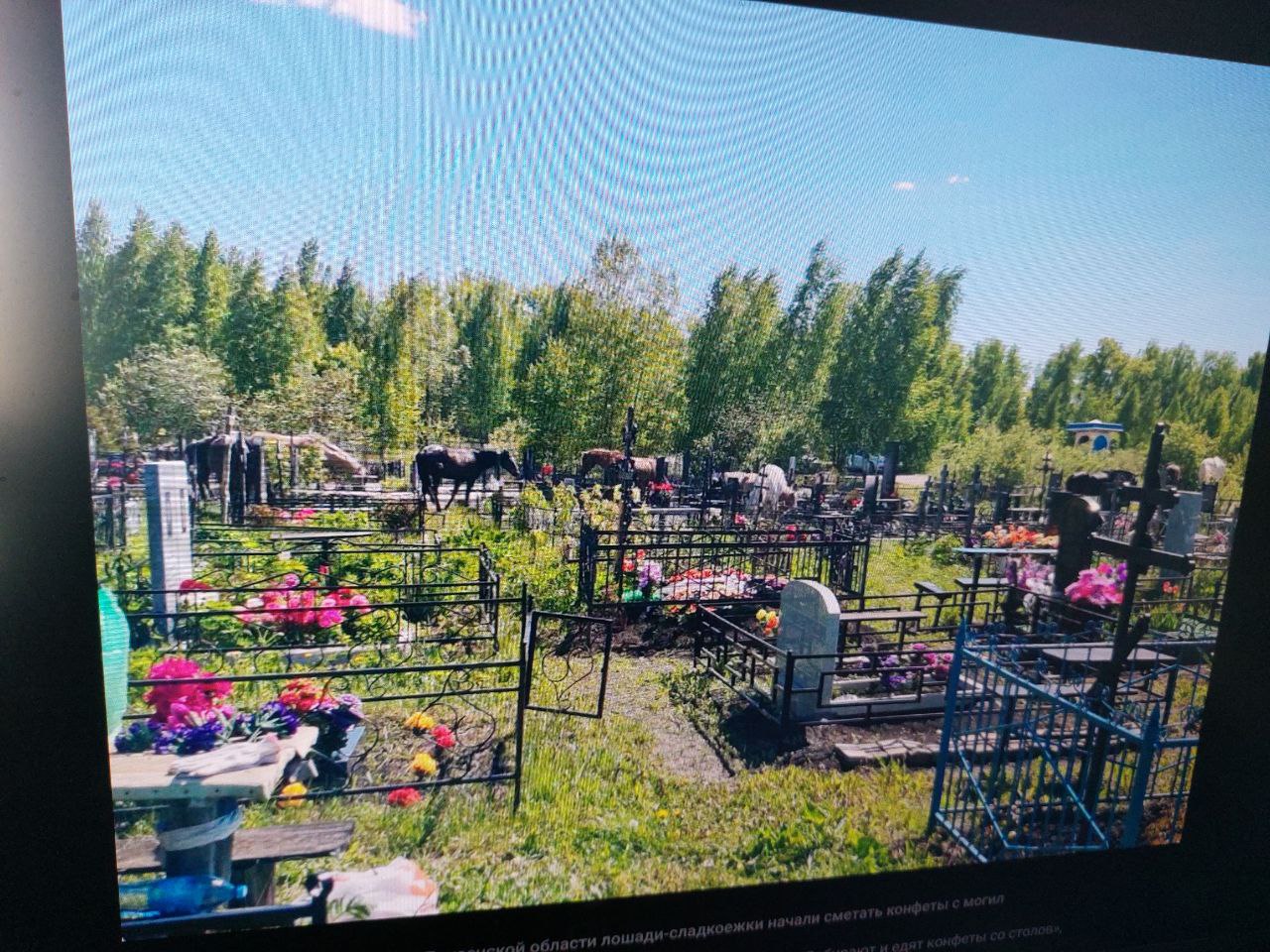В Богословке лошади сметают конфеты с могил пензенцев