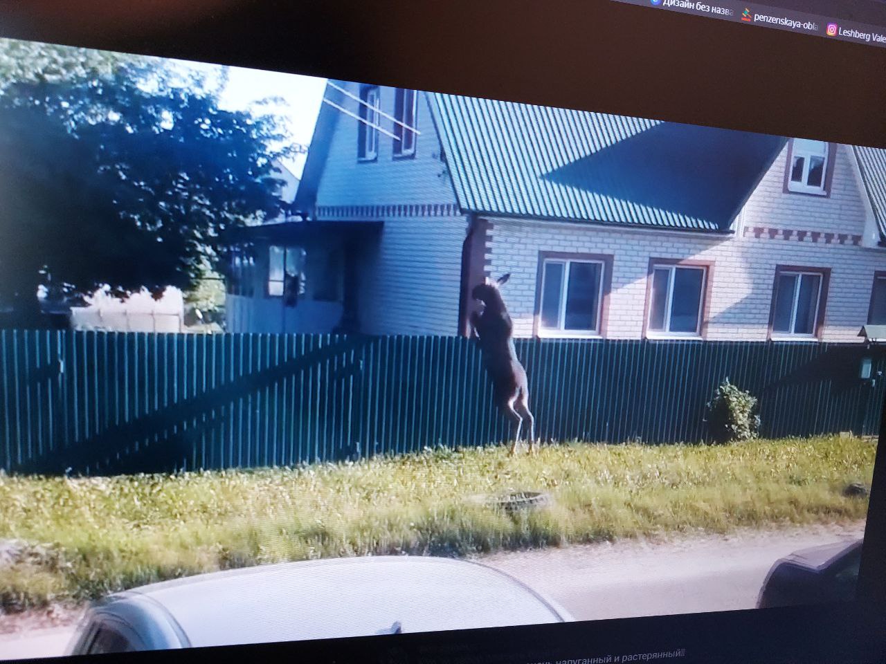 В пензенской Терновке лосенок сломал забор в частном доме