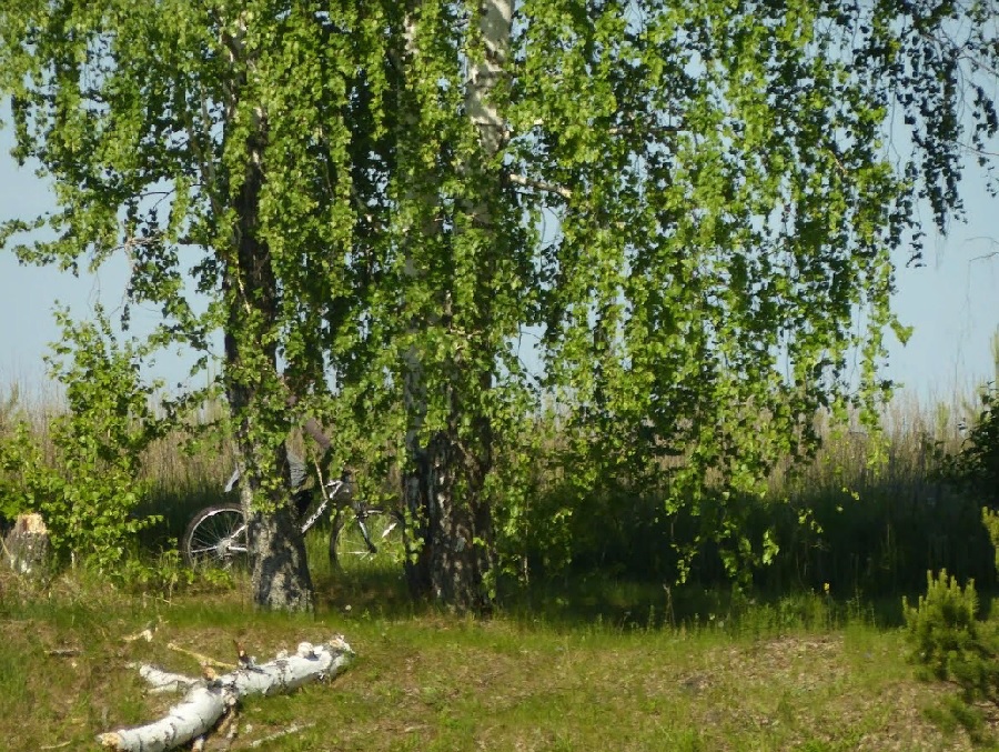 В пензенском Роспотребнадзоре рассказали, как защитить детей от клещей