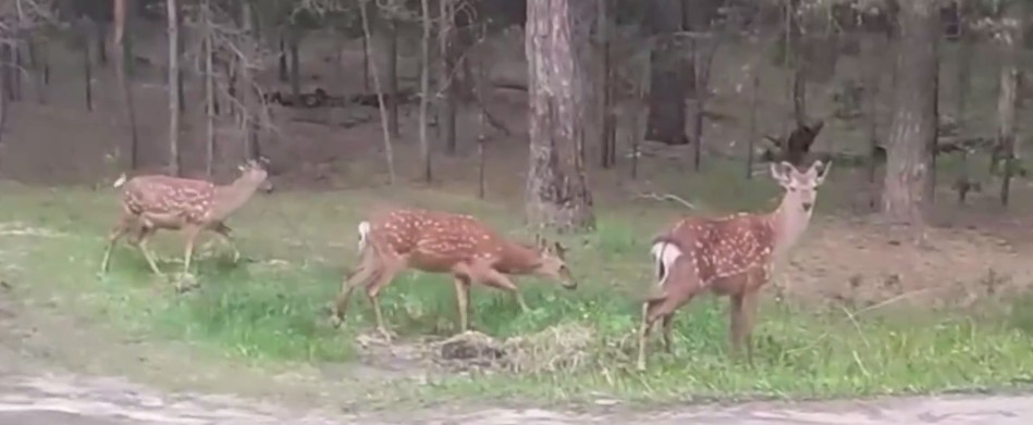 В Городищенском районе три молодых оленя не побоялись выйти к людям