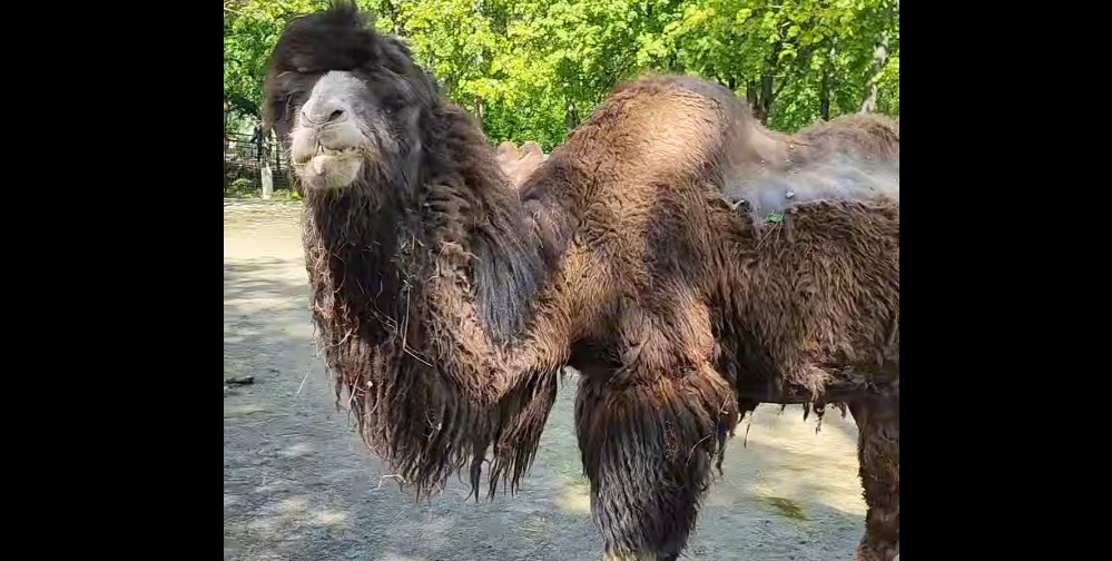 В пензенском зоопарке объяснили непривлекательный вид животных