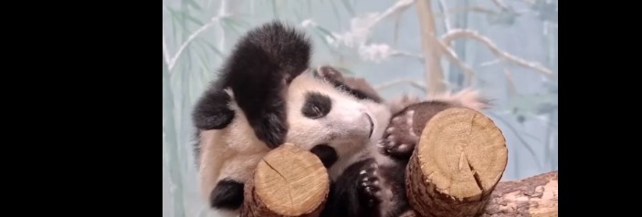 Пензенцам показали утро юной панды Катюши из московского зоопарка
