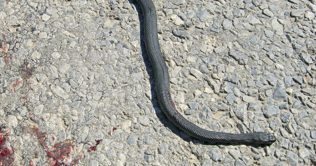 В Пензенской области массово истребляют змей