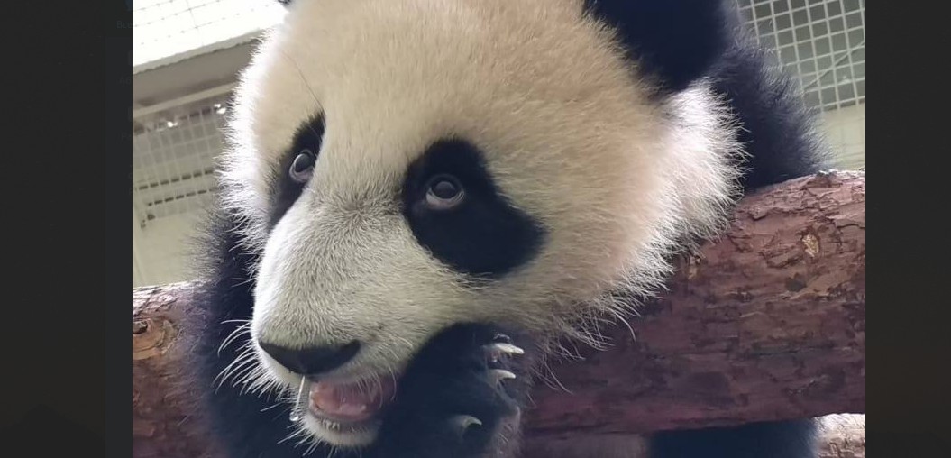 Панде Катюше из Московского зоопарка исполнилось 9 месяцев