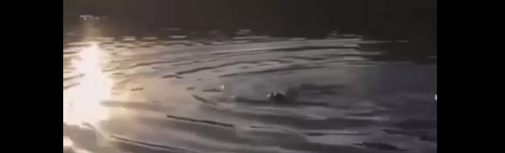 Пензенцы во время рыбалки поймали на спиннинг бобра