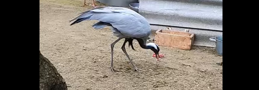 В День перелетных птиц пензенцам показали кормление журавлей