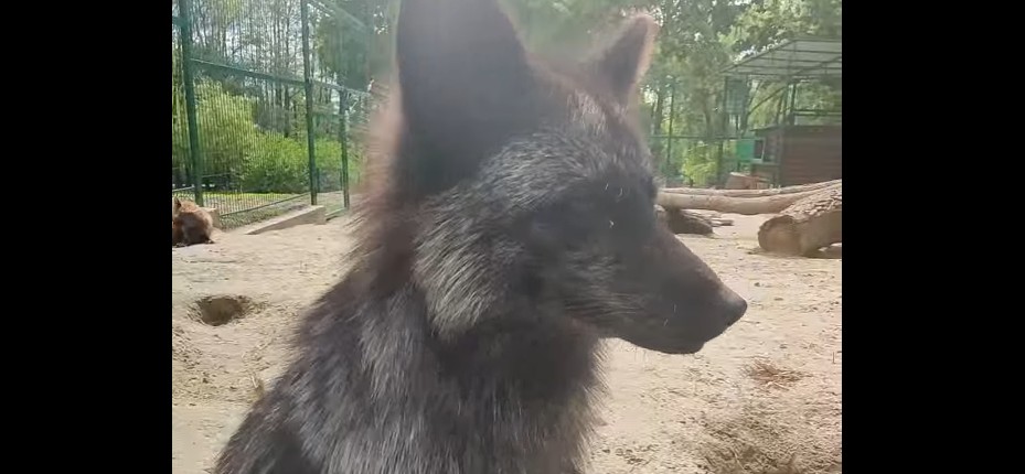 Пензенцев пригласили познакомиться с удивительной чернобурой лисой из зоопарка