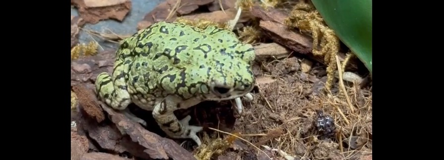 Пензенцам показали медитативную охоту сверчковых жаб из московского зоопарка