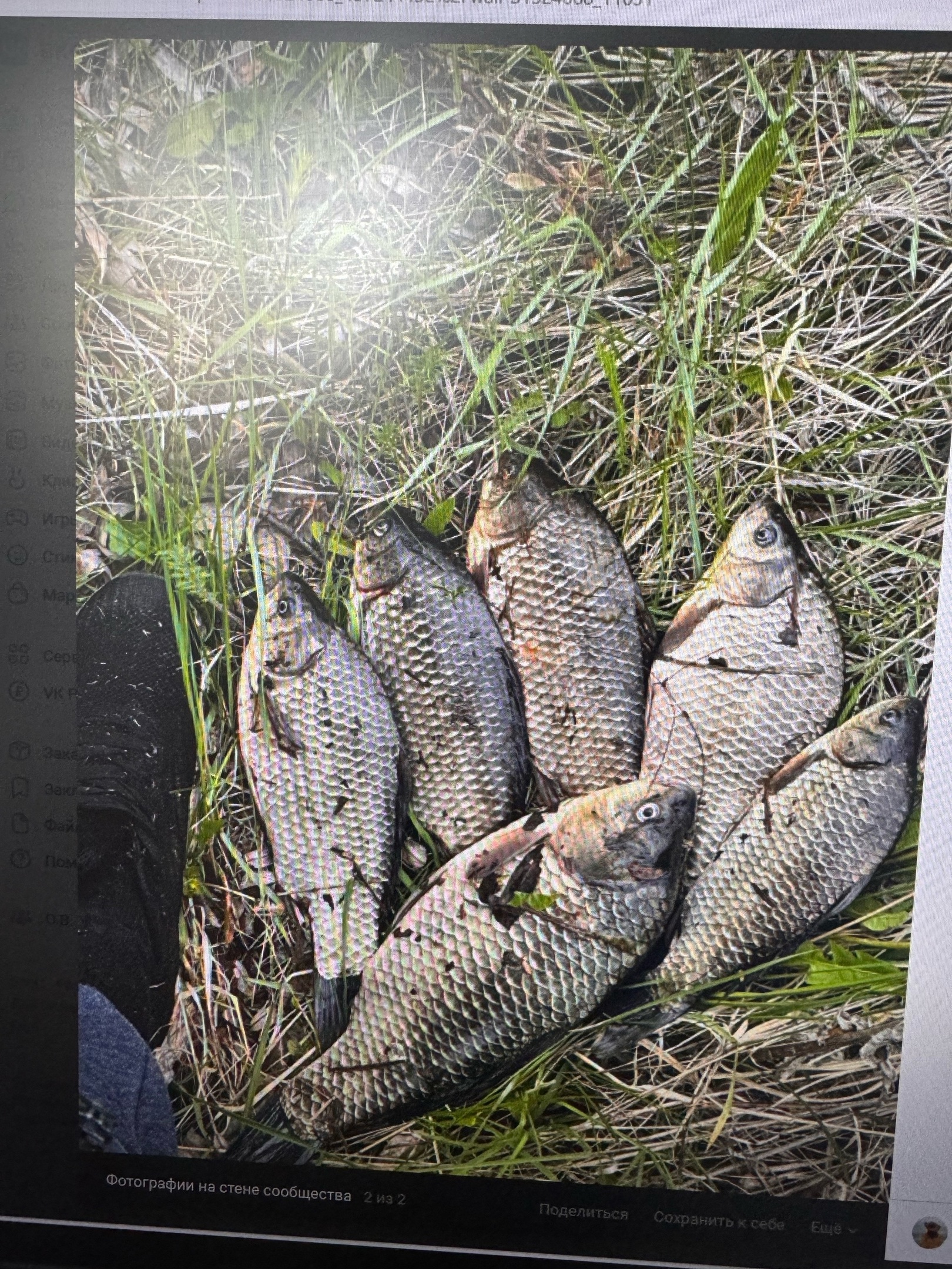 Рыбаки из разных районов Пензенской области делятся своим уловом