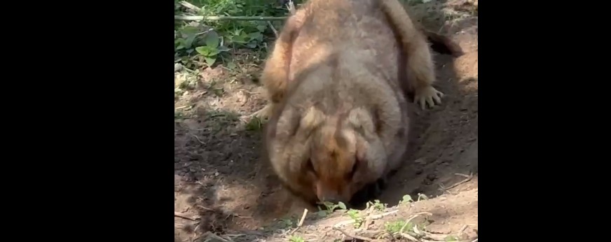 Сурок из московоского зоопарка мотивирует пензенцев заняться спортом после шашлыков