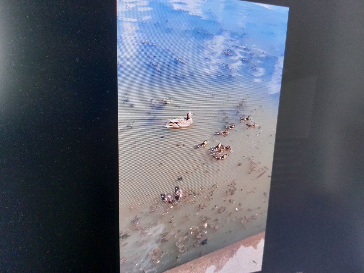 Пензенцев привело в шок состояние воды в реке на набережной