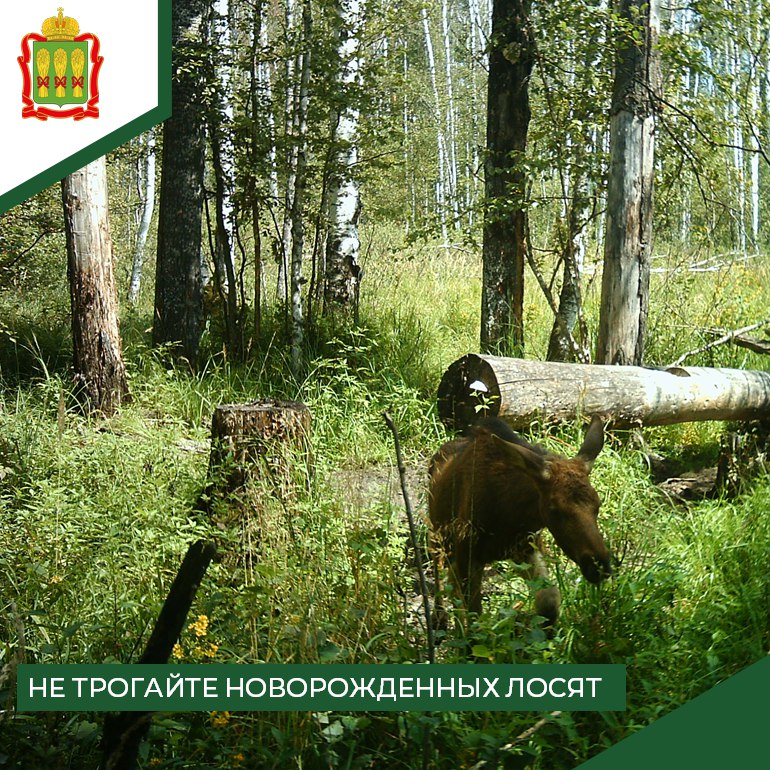 Пензенцев предупредили о смертельной опасности при встрече с лосями