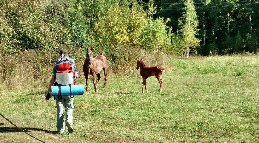 Мэр Кузнецка: «Лошадям в городе делать нечего»