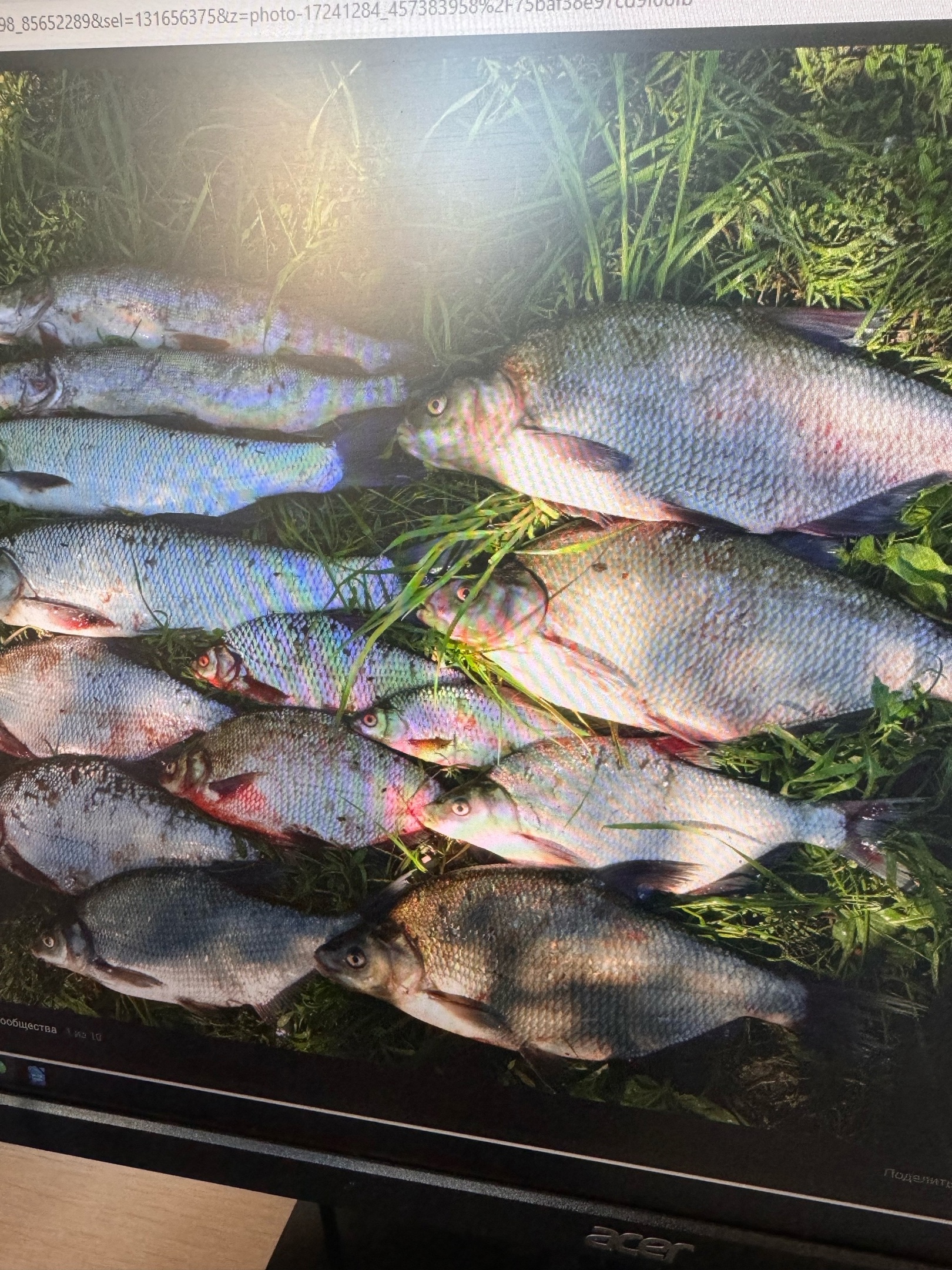 Пензенские рыбаки поделились секретами ловли леща