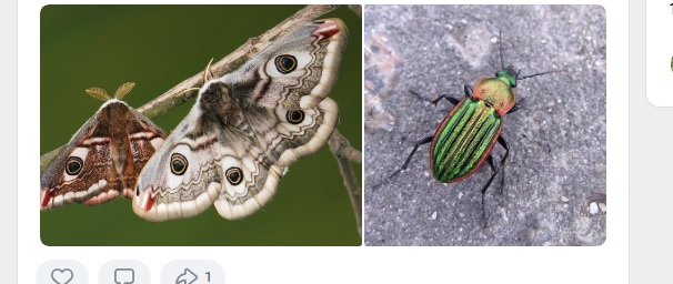 Пензенцам обещают премию за поимку бабочек