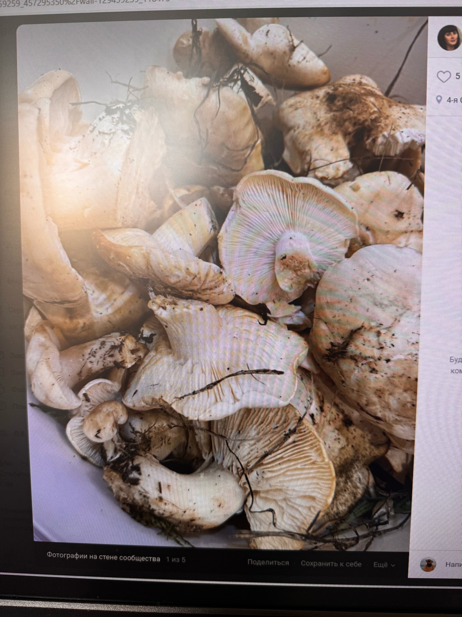 Пензенцы в мороз собирают сомнительные грибы