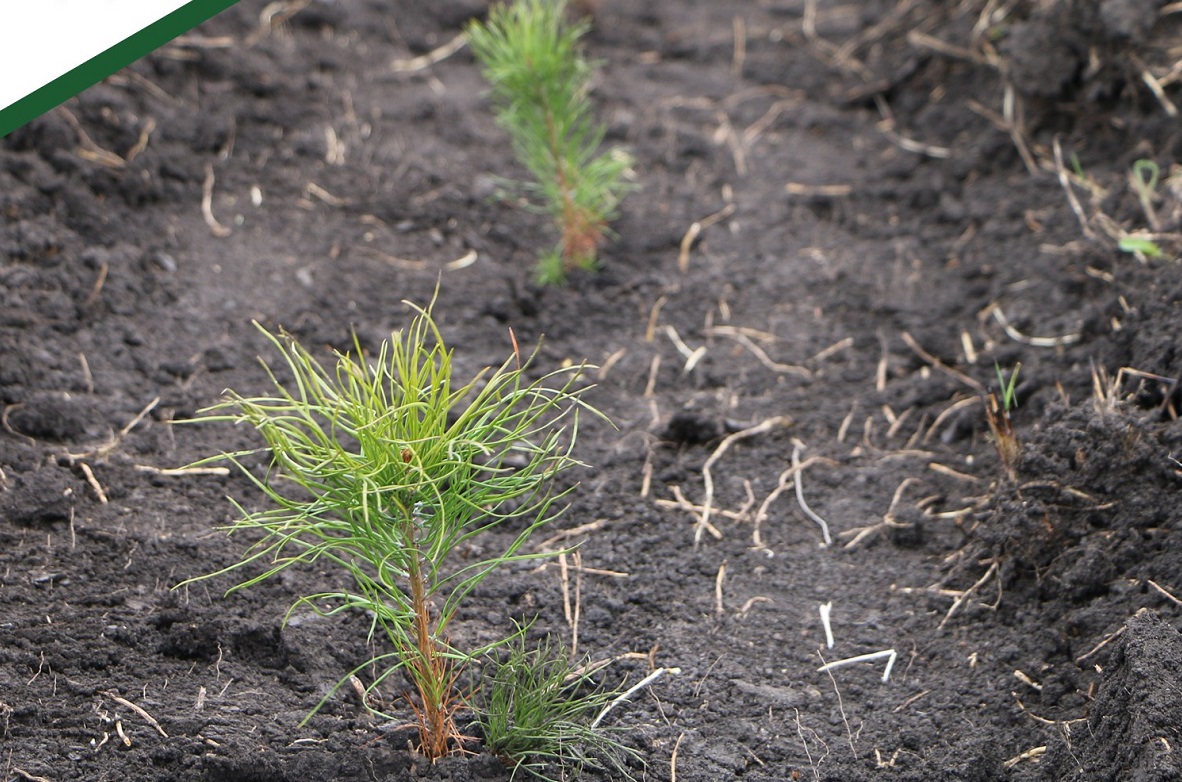 В Пензенской области провели лесовосстановительные работы на 290,8 га