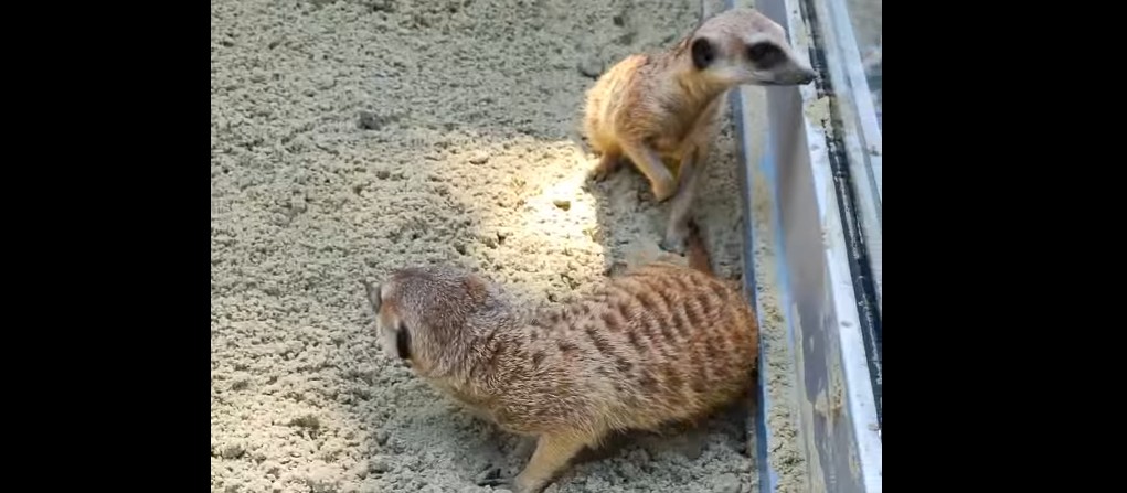В пензенском зоопарке сурикаты справили новоселье