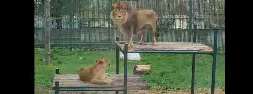 Пензенцам показали семейные отношения львов из городского зоопарка