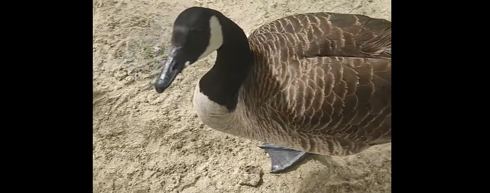 Пензенцам предложили познакомиться поближе со смелыми Канадскими казарками