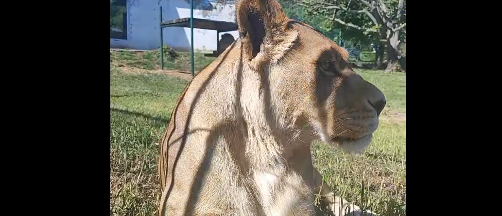 В пензенском зоопарке показали, как львица Майя наслаждается вечерним солнцем