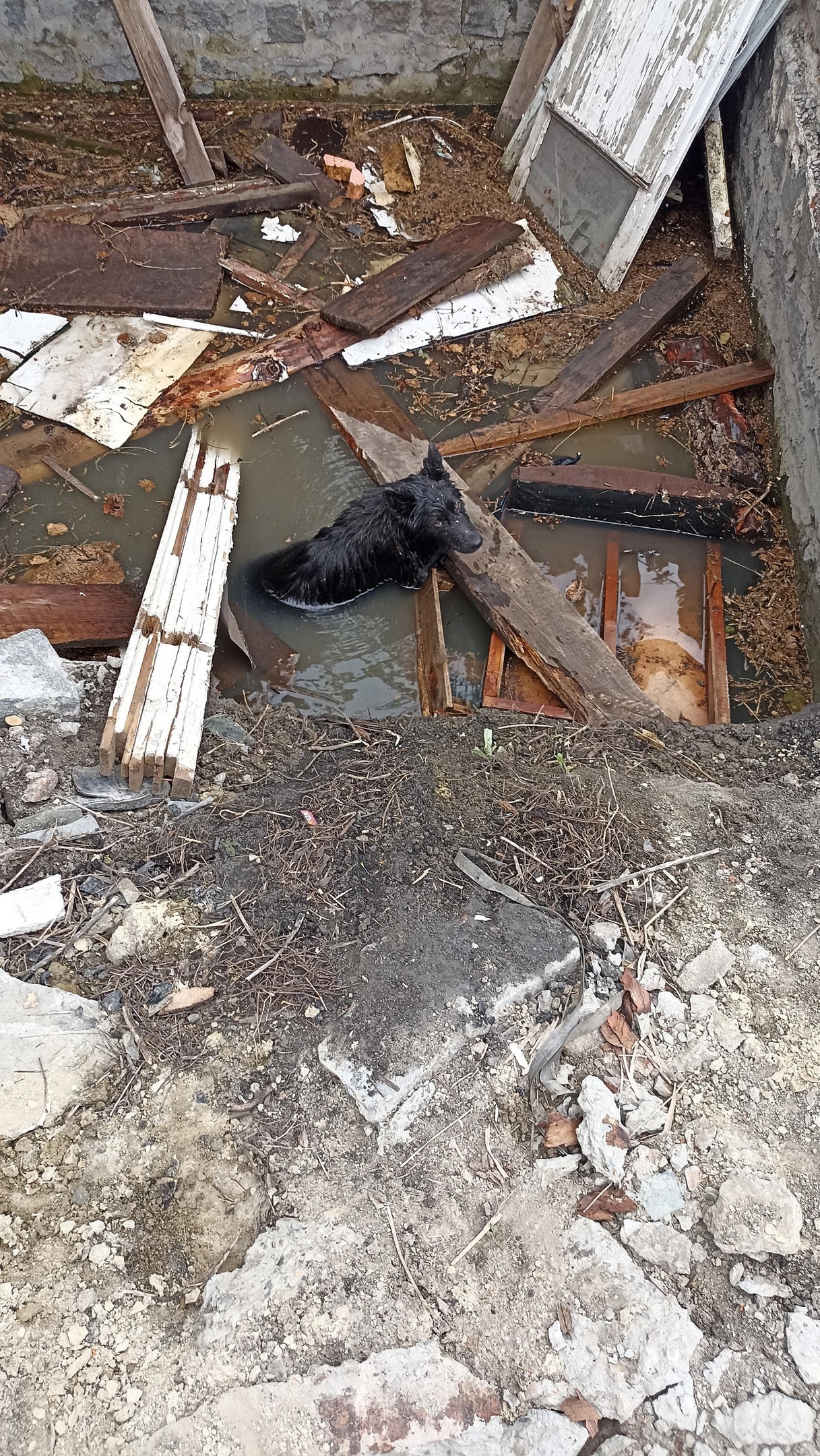 В Пензе спасатели достали собаку из ямы в затопленном погребе