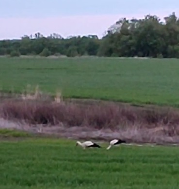 Пензенцы обнаружили в поле двух аистов