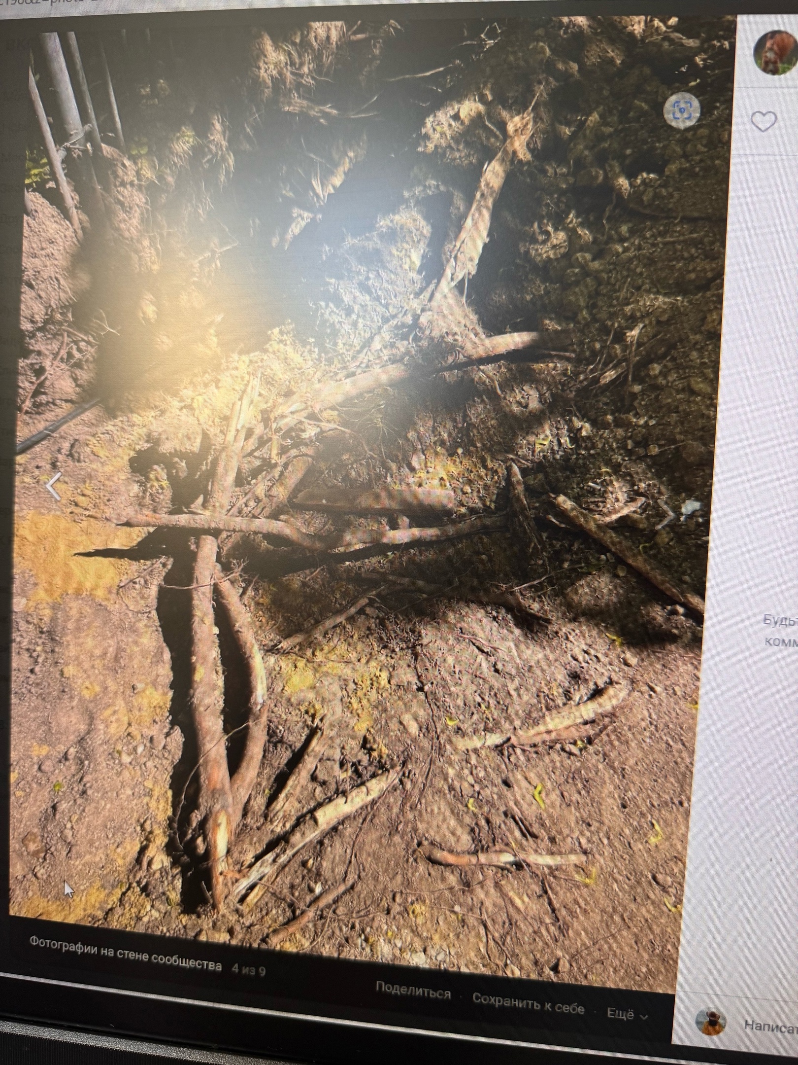 Пезенцы опасаются, что при реконструкции парка Белинского погибнут деревья