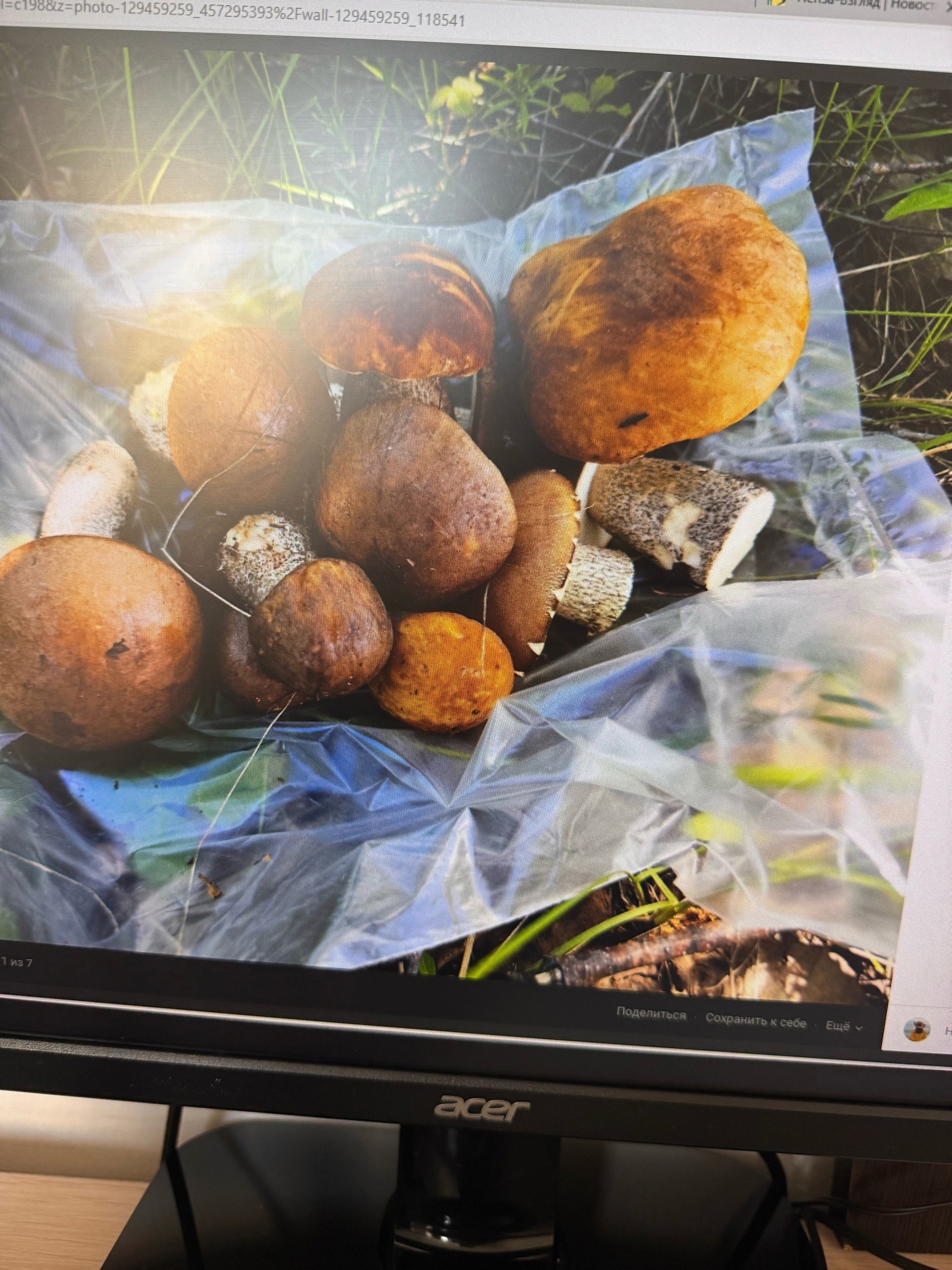 Пензенцы поделились «уловом» подберезовиков нового сезона