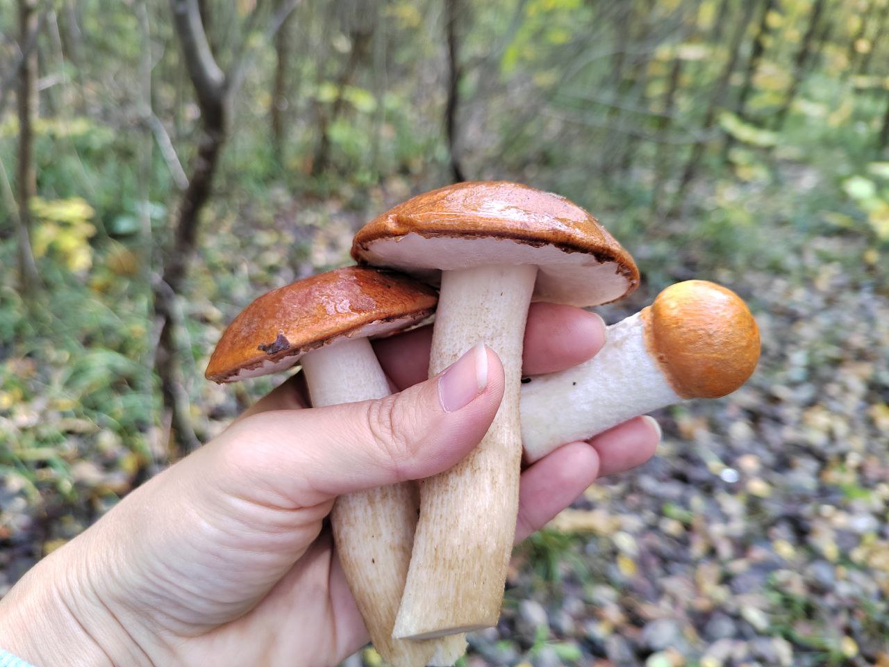 Пензенские грибники назвали место, где лисички можно косить косой