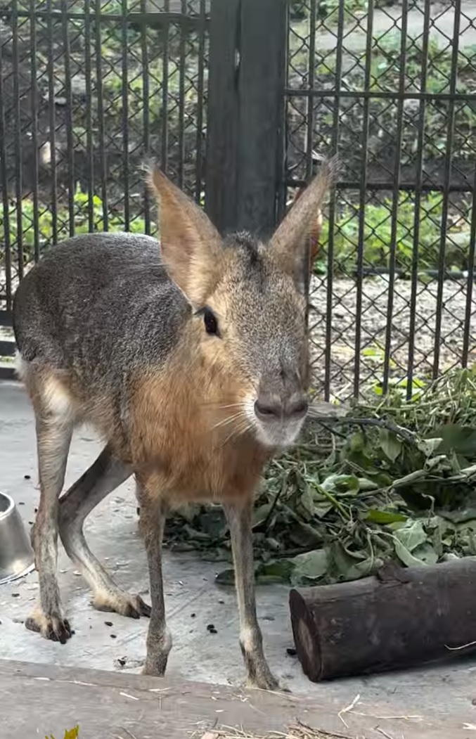 В пензенском зоопарке появились дальние родственники морской свинки