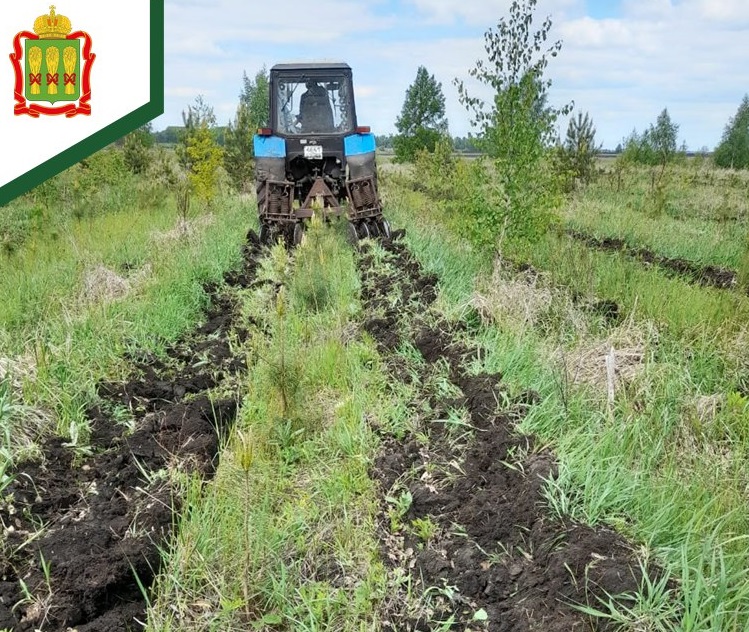 В Пензенской области лесной баланс восстановлен сверх плана